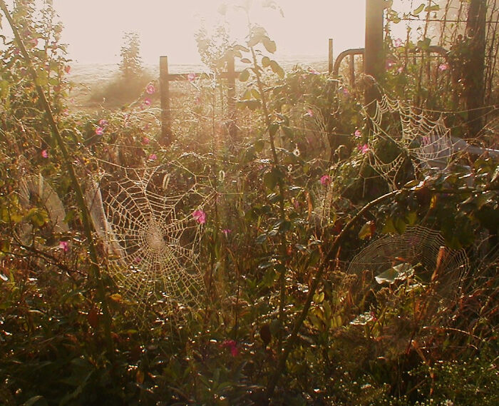 Spider Garden
