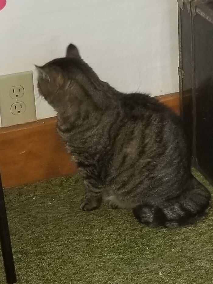 Staring At An Outlet. I Think She's Trying To Communicate With Ceiling Cat.