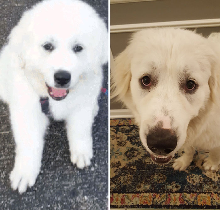 Bear The Great Pyrenees!