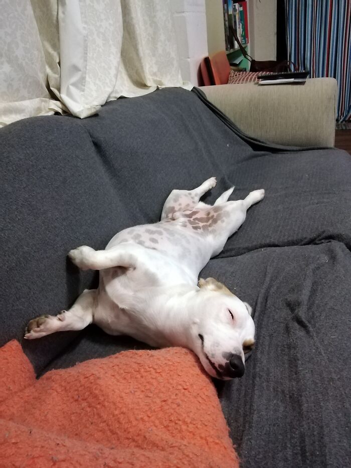 Hahaha I Made It On To The Sofa!! And The Cats Outside !!