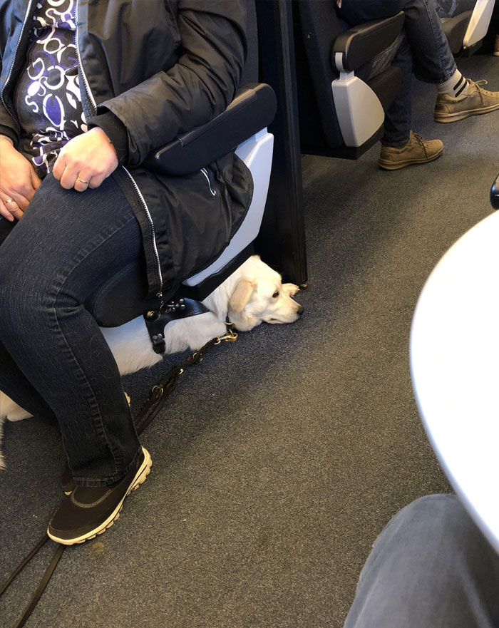 This Cute Guy Takes The Same Train As Me Every Morning (He’s A Seeing Eye Dog)