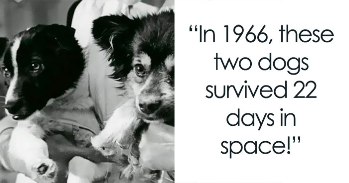 After Posting My Tweets With Interesting Facts Here, I Got A Huge Boost, Here Are 59 More Facts About Achievements