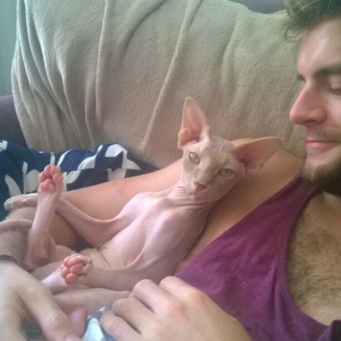 "Yes? Can I Help You?" Damn Cat Stole My Seat