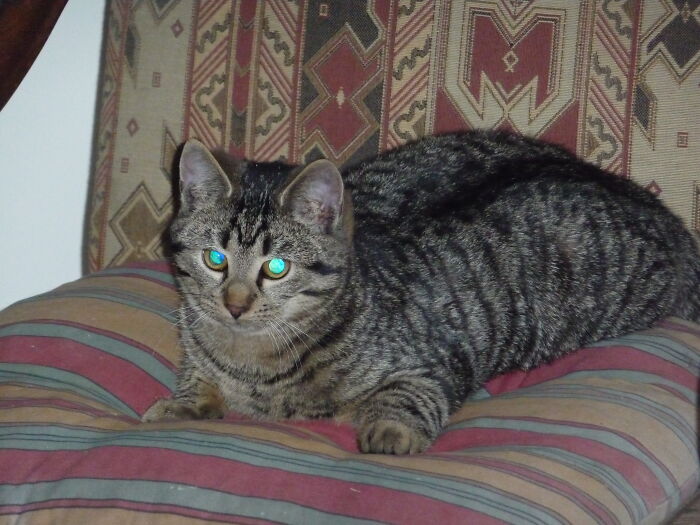 This Kitten Has Seen Some Sh*t!