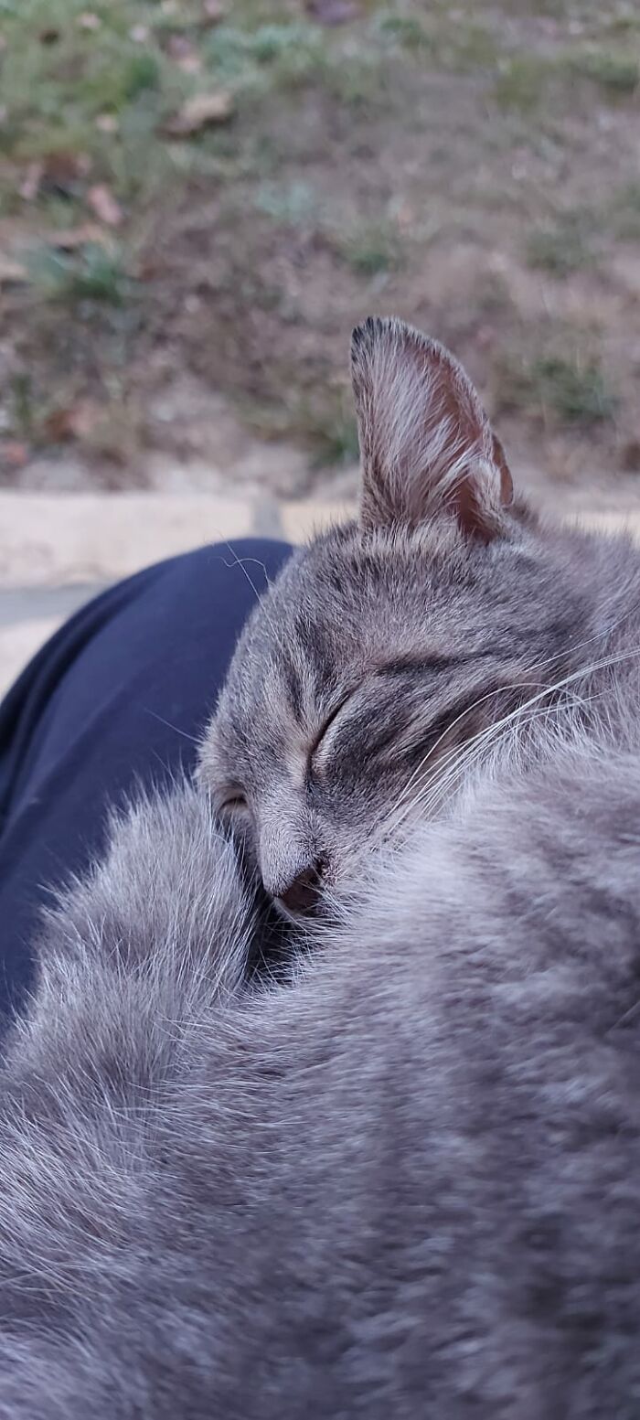 I Absoluetly Love My Cat