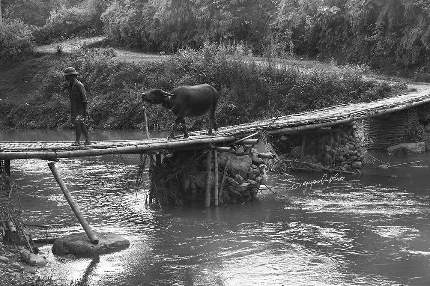My 29 Pictures That Show The Relationship Between Buffalos And Vietnamese Farmers