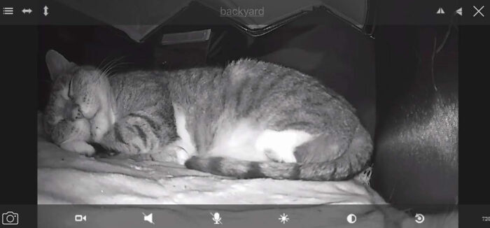 Dad Builds A Heated Cat House With Night Vision Camera To Make Sure The Stray Cats Make It Home Safely Dad Builds A Heated Cat House With Night Vision Camera To Make Sure The Stray Cats Make It Home Safely