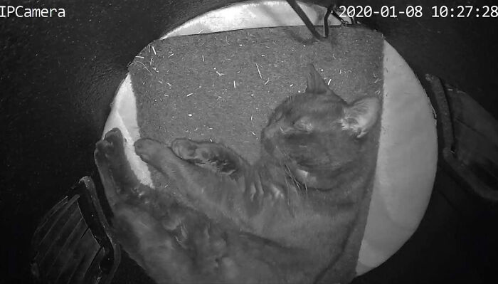 Dad Builds A Heated Cat House With Night Vision Camera To Make Sure The Stray Cats Make It Home Safely