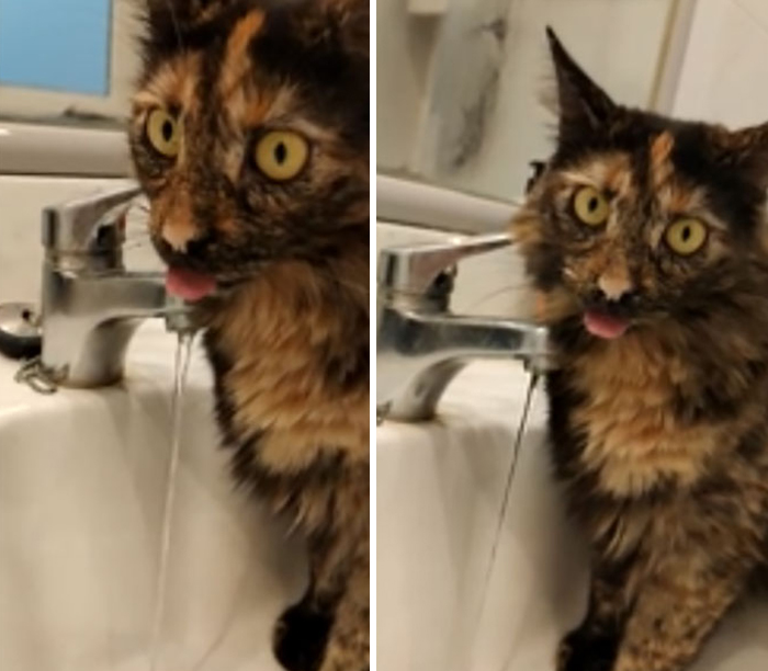 Cat.exe Stopped Working