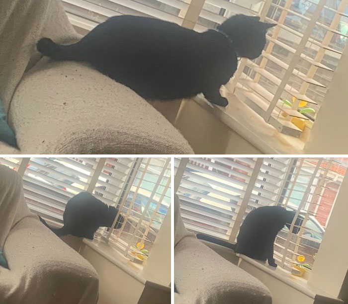 The Bizarre Positions My Cat Gets Himself In To Look Out Of The Window