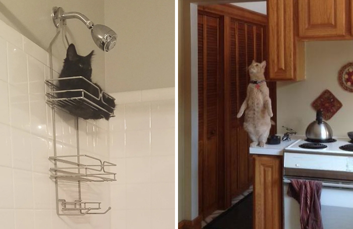 “What’s Wrong With Your Cat?” Online Group Has Owners Posting Pics Of Their Malfunctioning Cats And Here Are 50 Of The Funniest Ones