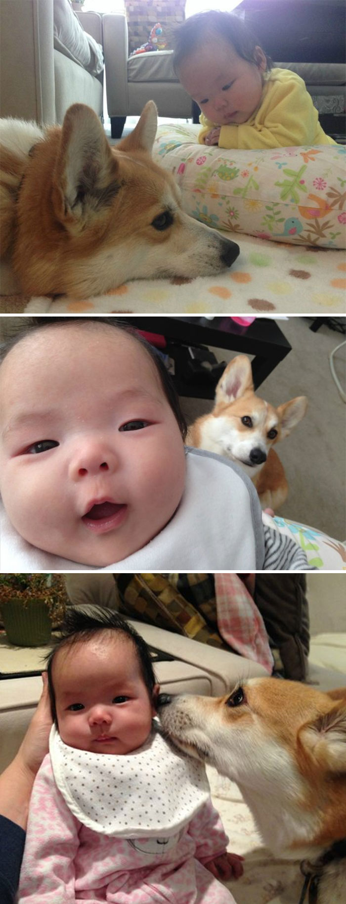 My Corgi Likes To Lie Down Next To My 4 Month Old Daughter. It Looks Like He's Depressed And She's A Psychiatrist Counseling Him