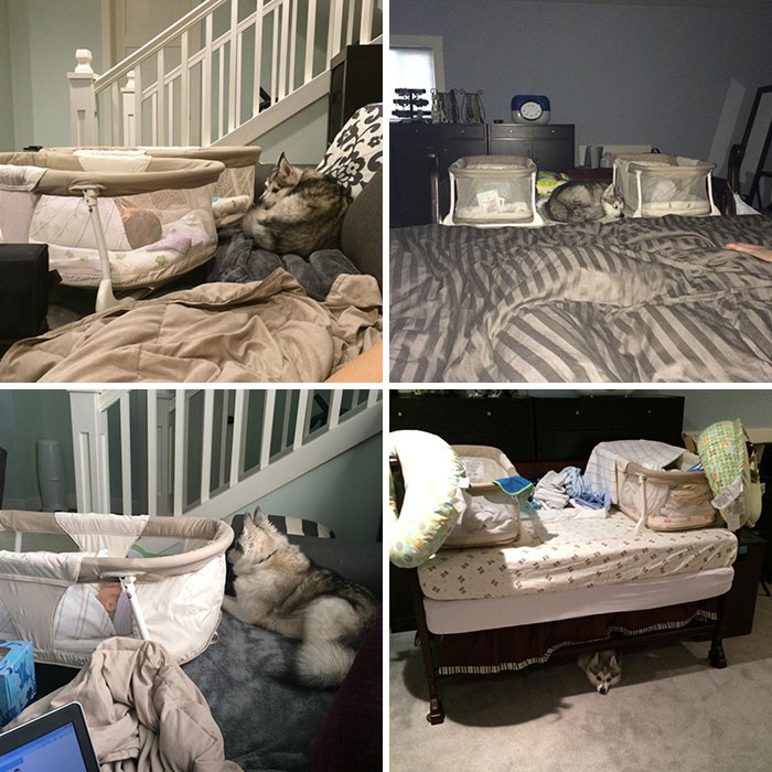 When My Twins Were Born, Our Dog, Who Hated Pretty Much Everyone But Us, Followed Them Everywhere And Was Constantly Guarding Them