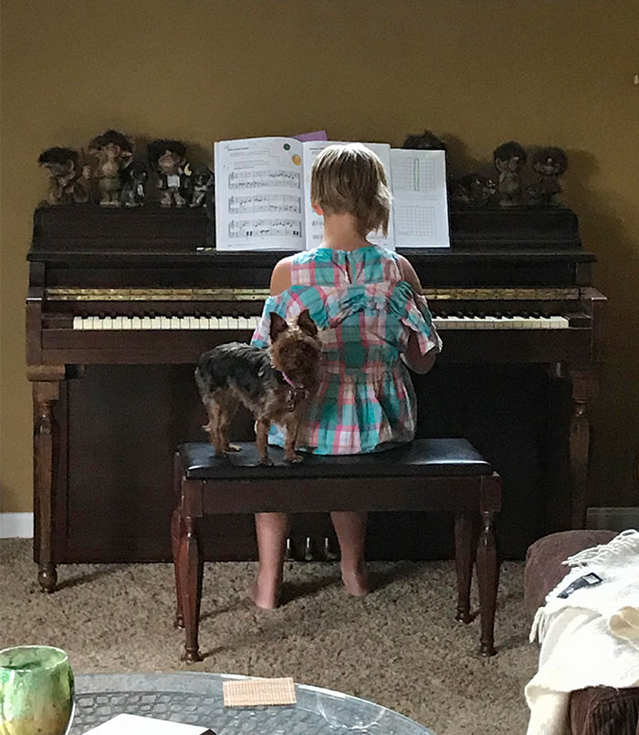 Everyday When My Daughter Practices Piano Her Yorkie Watches Her Back