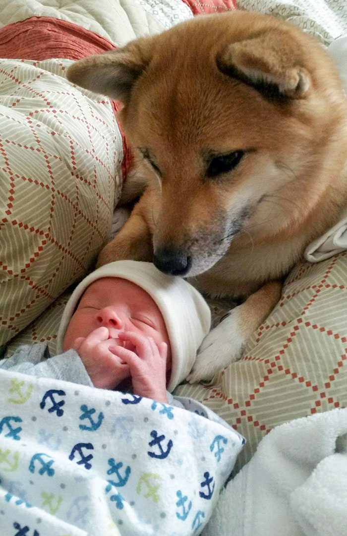 She Already Loves Her New Brother. She Follows Whoever Is Holding Him Around, And Whimpers When He Cries