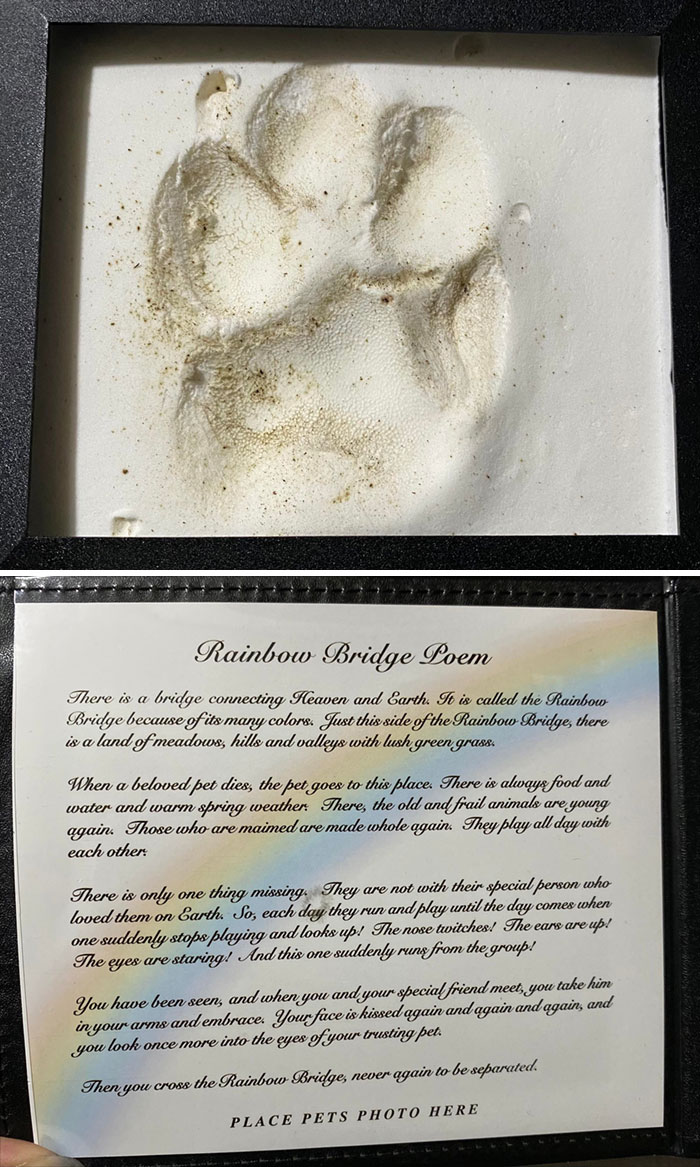 I Lost My Childhood Dog To A Dog Attack Two Months Ago. Today I Received An Early Christmas Gift From My Family