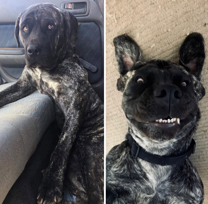 This Boy Came To My Partner And I As A Foster Dog, But Within Hours Of Meeting We Knew We Wanted To Keep Him Forever. Introducing Hades, My Big Soft Goofball