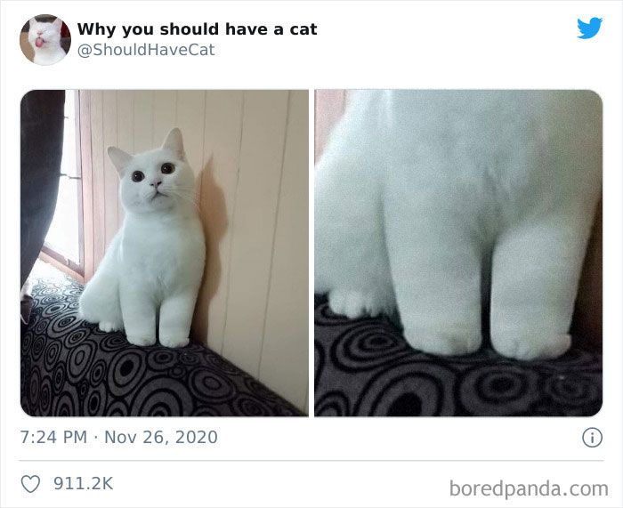 Why-You-Should-Have-Cat