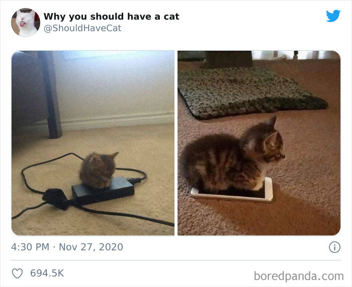 Why-You-Should-Have-Cat