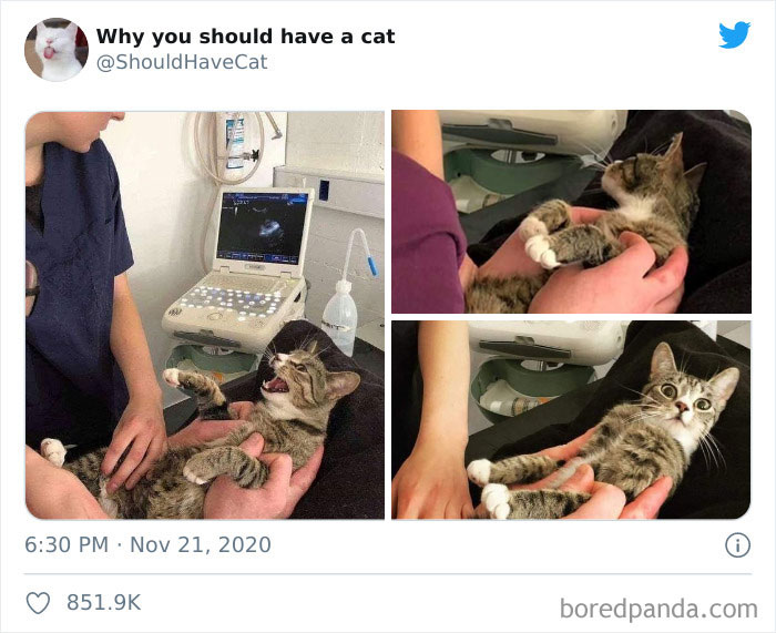 Why-You-Should-Have-Cat