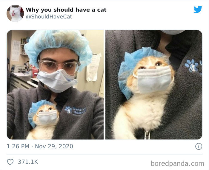 Why-You-Should-Have-Cat