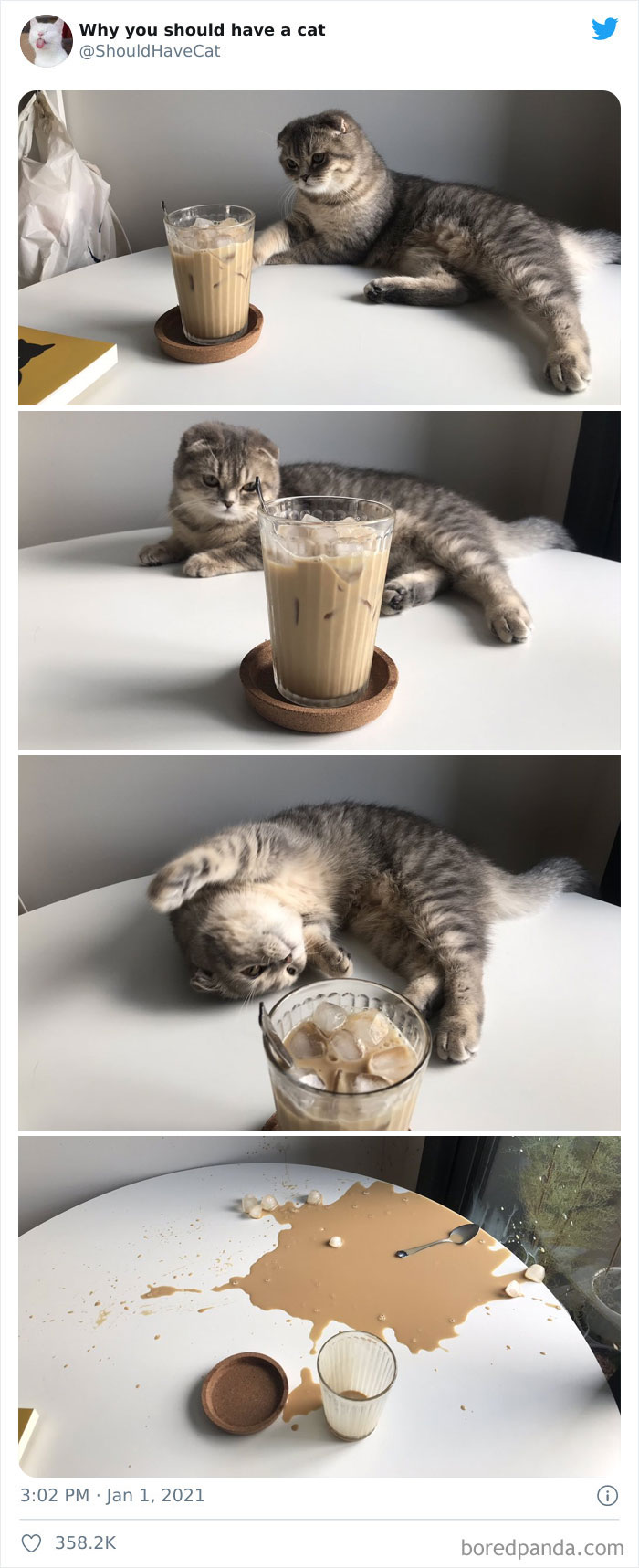 Why-You-Should-Have-Cat