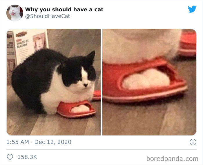 Why-You-Should-Have-Cat