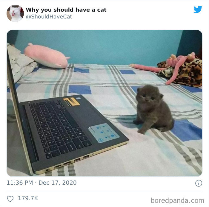 Why-You-Should-Have-Cat