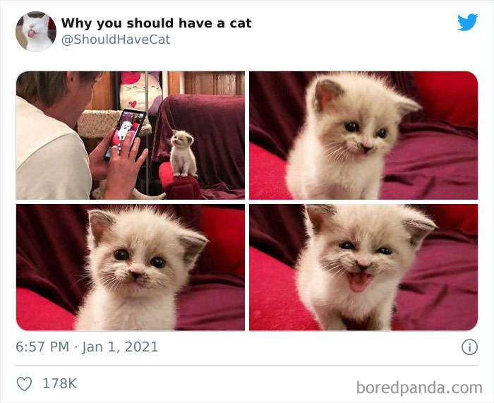 Why-You-Should-Have-Cat