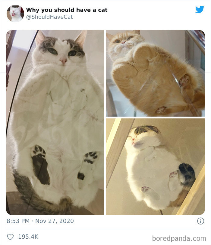 Why-You-Should-Have-Cat