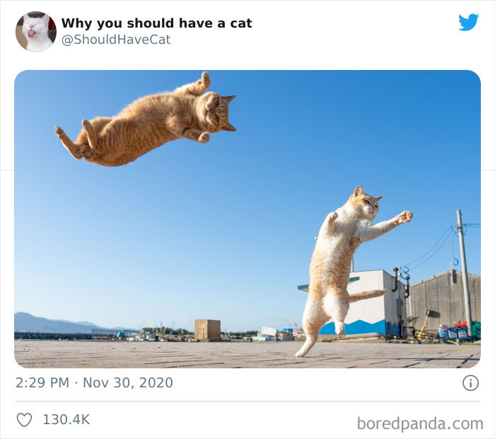 Why-You-Should-Have-Cat