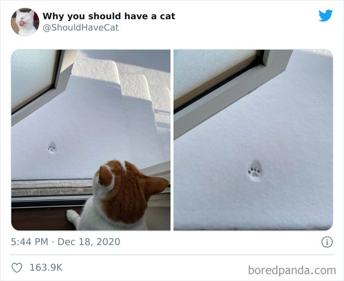 Why-You-Should-Have-Cat