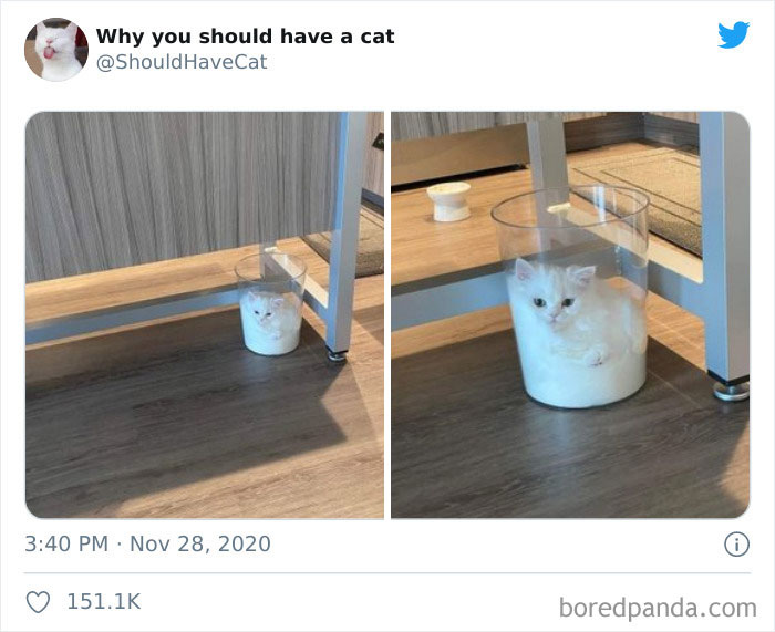 Why-You-Should-Have-Cat