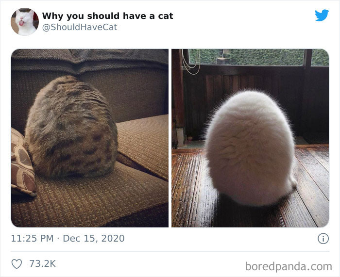 Why-You-Should-Have-Cat