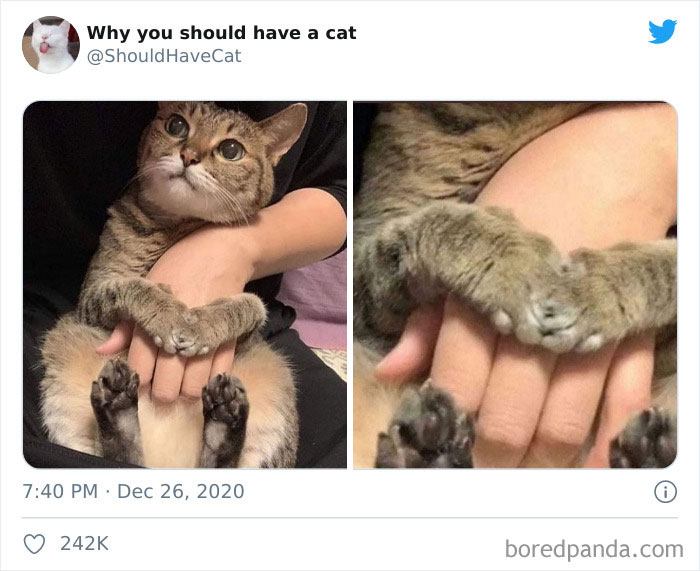 Why-You-Should-Have-Cat