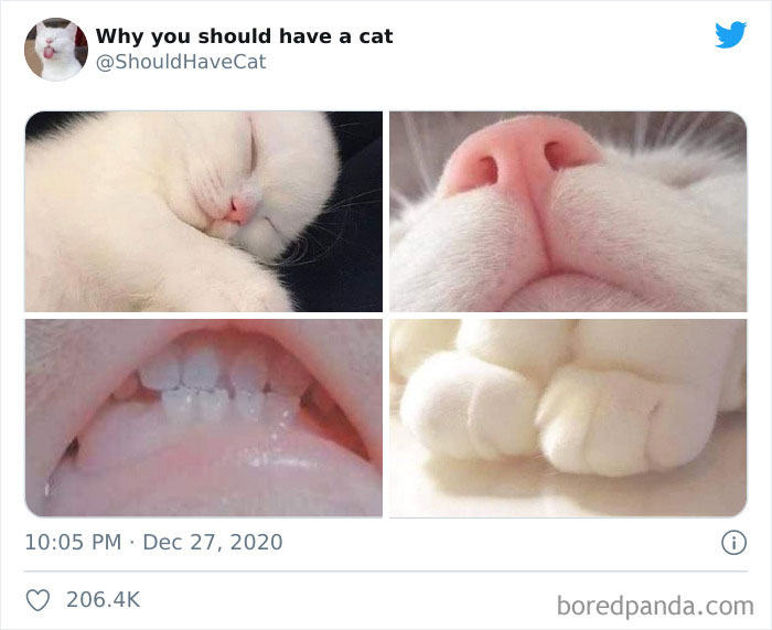 Why-You-Should-Have-Cat