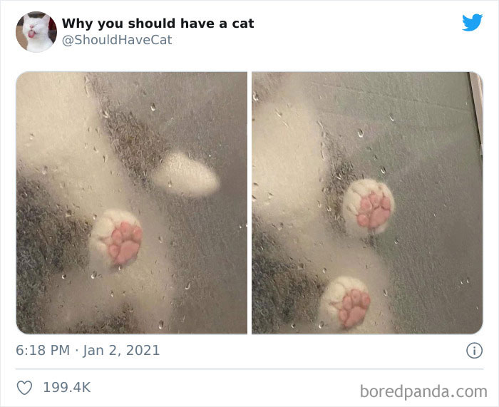 Why-You-Should-Have-Cat