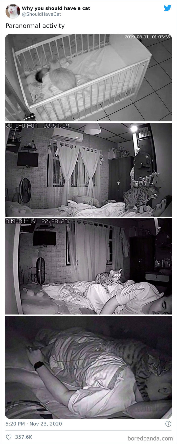 Why-You-Should-Have-Cat