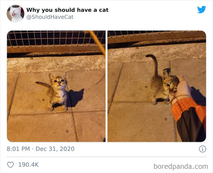 Why-You-Should-Have-Cat