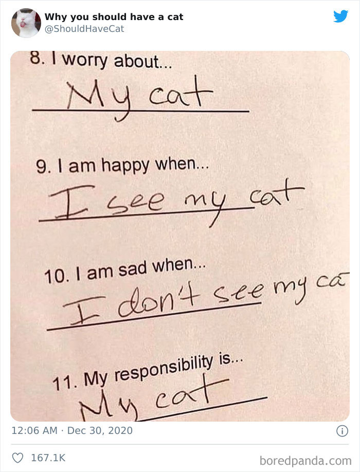 Why-You-Should-Have-Cat