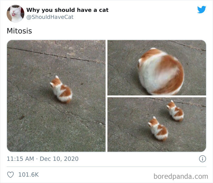 Why-You-Should-Have-Cat