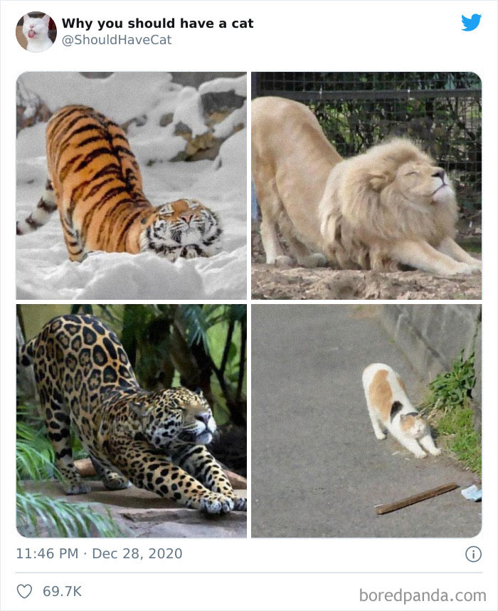 Why-You-Should-Have-Cat