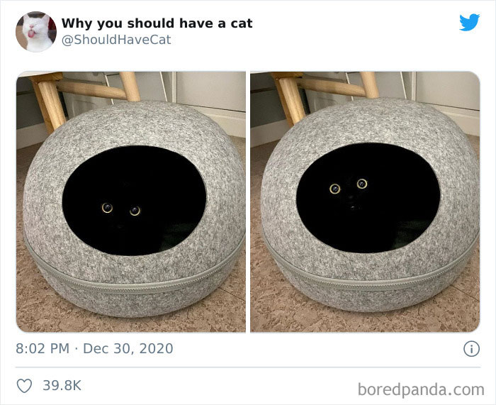 Why-You-Should-Have-Cat