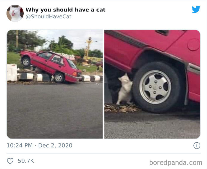 Why-You-Should-Have-Cat