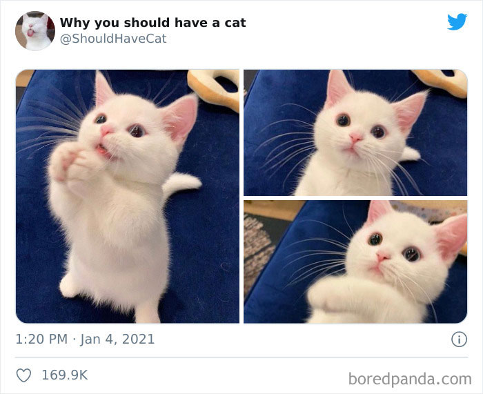Why-You-Should-Have-Cat
