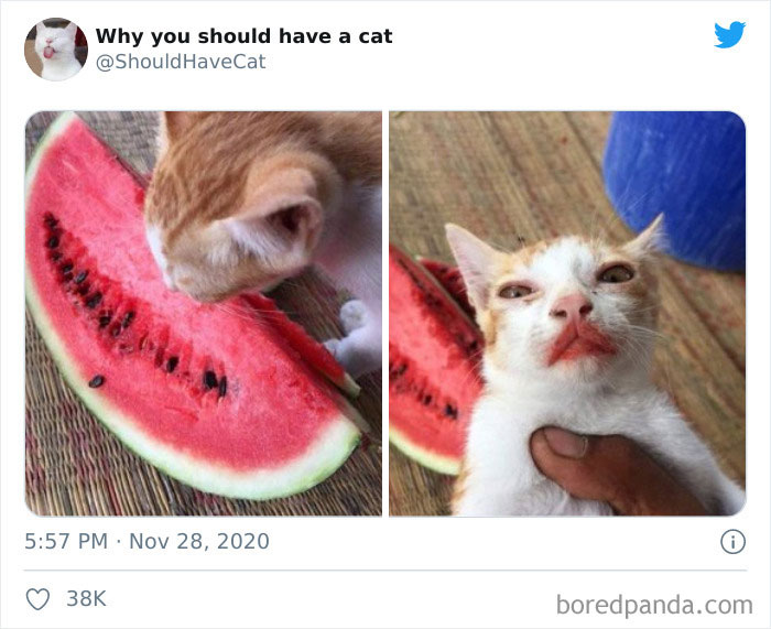 Why-You-Should-Have-Cat