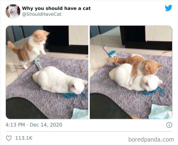 Why-You-Should-Have-Cat