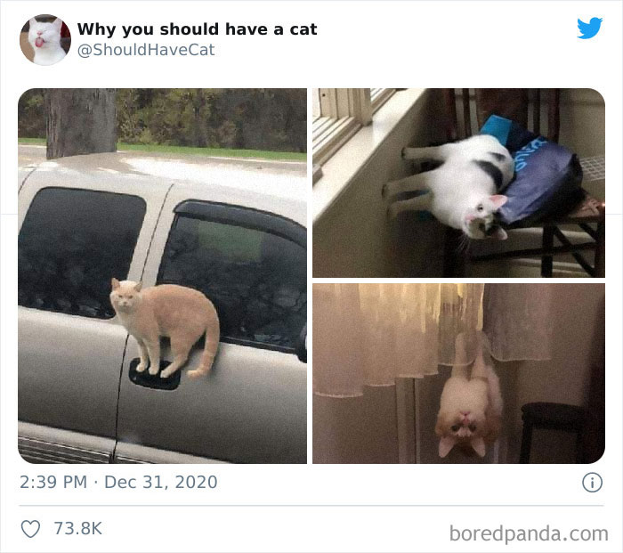 Why-You-Should-Have-Cat