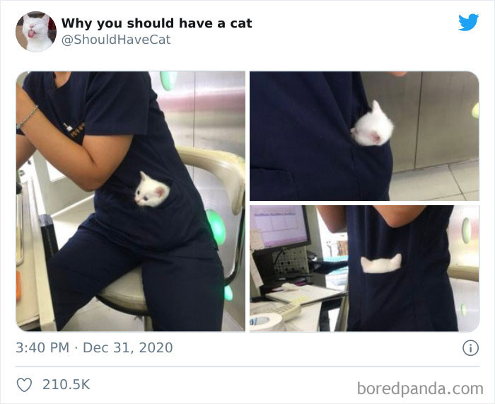 Why-You-Should-Have-Cat