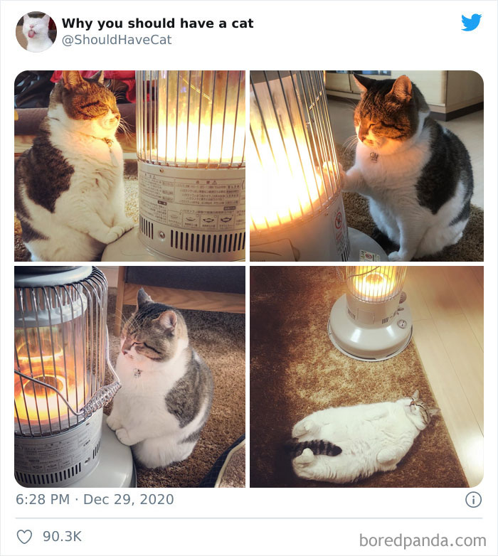 Why-You-Should-Have-Cat